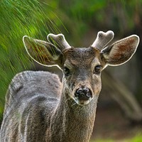 Free deer with small horns closeup photo, public domain animal CC0 image.