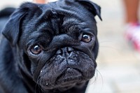 Free pug dog image, public domain animal CC0 photo.