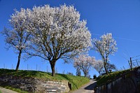 Free white cherry blossom image, public domain flower CC0 photo.