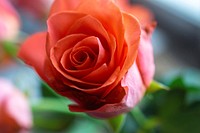 Free orange rose image, public domain flower CC0 photo.