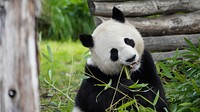 Free Panda image, public domain animal CC0 photo.