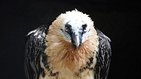 Free vulture image, public domain animal CC0 photo.