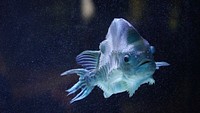 Free exotic fish image, public domain animal CC0 photo.