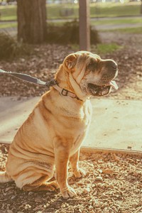 Free bulldog with leash sitting in a park image, public domain animal CC0 photo.
