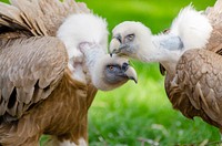 Free vultures image, public domain animal CC0 photo.