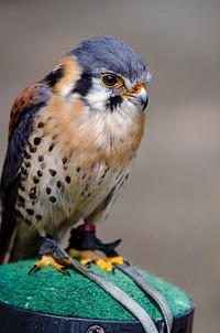 Free brown eagle image, public domain animal CC0 photo.