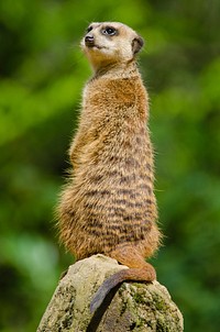 Free meerkat image, public domain animal CC0 photo.