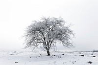 Free snow covered tree image, public domain nature CC0 photo.