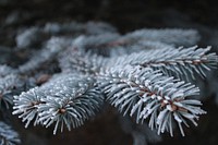 Free fir tree image, public domain winter CC0 photo.