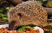 Free hedgehog image, public domain pet CC0 photo.