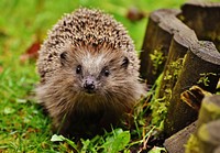 Free hedgehog image, public domain pet CC0 photo.