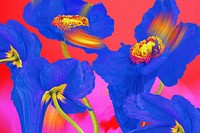 Colorful flower background wallpaper, trippy aesthetic design