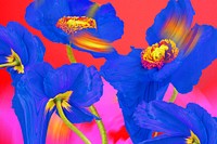 Floral background PSD, blue poppy psychedelic art