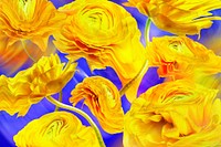 Floral background PSD, yellow buttercup psychedelic art