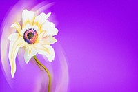 Flower background PSD, purple anemone psychedelic art