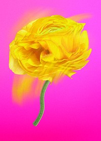 Buttercup flower PSD sticker, yellow trippy psychedelic art