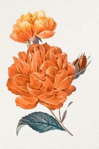 Flower vintage illustration psd, remixed from public domain images