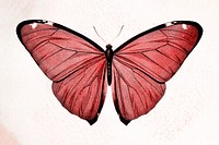 Butterfly red illustration psd, remixed from vintage public domain images