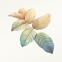 Leaf watercolor illustration psd, remixed from vintage public domain images