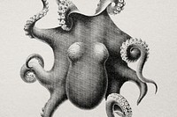 Hand drawn octopus in engraving style