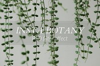 Botanical Photoshop preset filter effect PSD, blogger & influencer insta botany easy overlay add-on