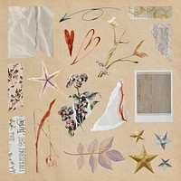 Aesthetic journal sticker, dried flower and ripped paper collage art psd set