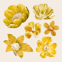 Yellow flowers stickers, vintage botanical design set psd, remixed from original artworks by Pierre Joseph Redouté