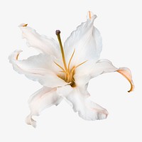 Lily flower, greige floral design