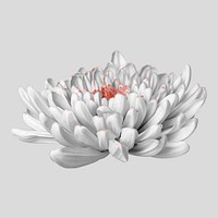 Chrysanthemum flower collage element, floral psd sticker