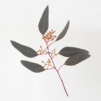 Beautiful botanical sticker, nature collage element psd 