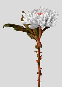 Floral poster, greige flower, botanical design