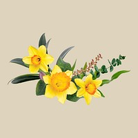 Daffodils flower collage element, floral psd sticker