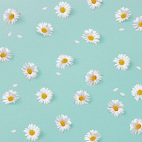 White daisies pattern background, botanical flower psd 