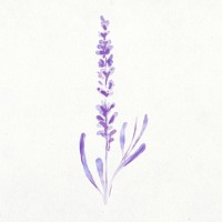 Lavender clip art, floral watercolor design