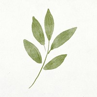 Green leaves sticker, botanical watercolor design psd