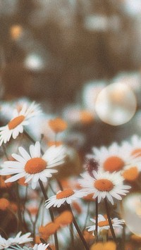 Aesthetic flowers mobile wallpaper, floral design