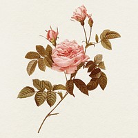 Rose illustration psd