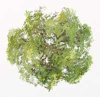 Tree top view watercolor illustration isolated on white background, nature design