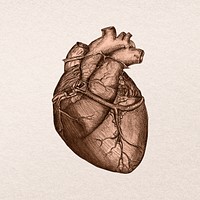Copper heart clipart, health & wellness  psd