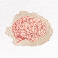 Brain clipart, ripped paper psd