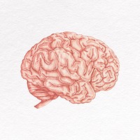 Pink brain clipart, human organ design