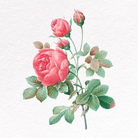 Rose flower clipart, botanical psd