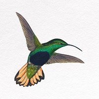 Green Hummingbird clipart, animal design psd