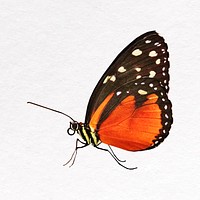 Orange butterfly clip art, insect design vector