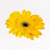 Yellow gerbera clip art, flower design vector