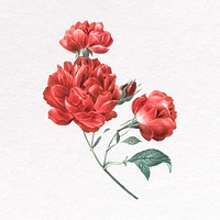 Red rose clip art, flower design vector