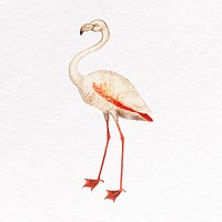 White flamingo clipart, wild animal psd