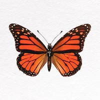 Monarch butterfly collage element, insect psd