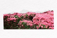 Pink flower border, Rhododendron, ripped paper psd