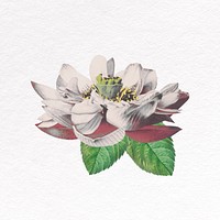 White lotus clipart, flower psd